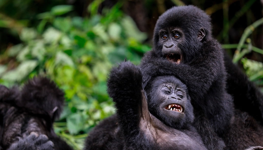 Mountain Gorillas