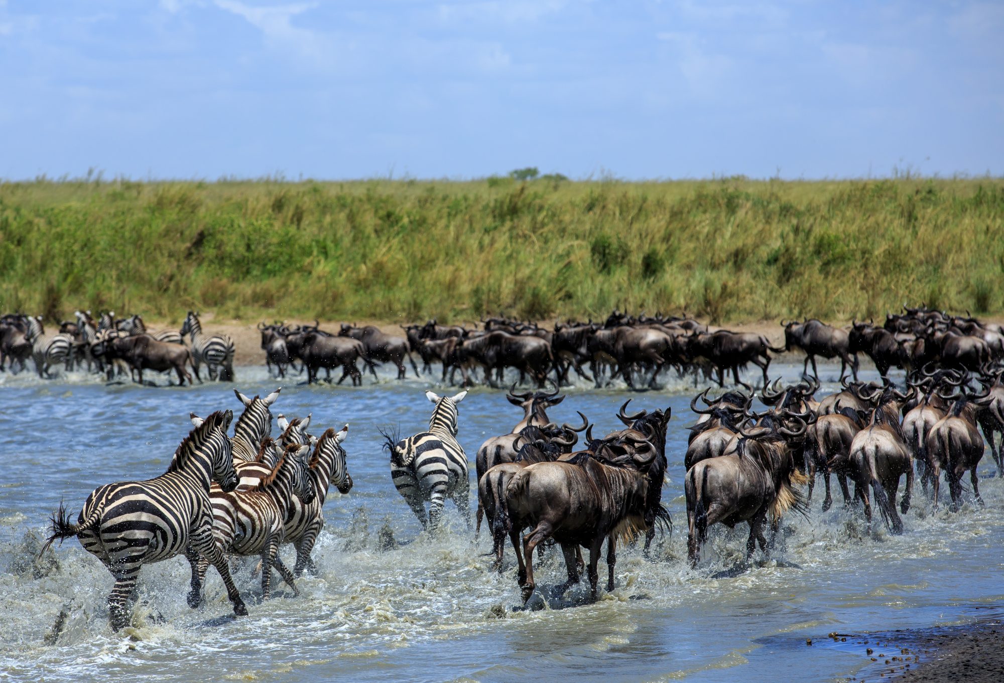 Great Migration