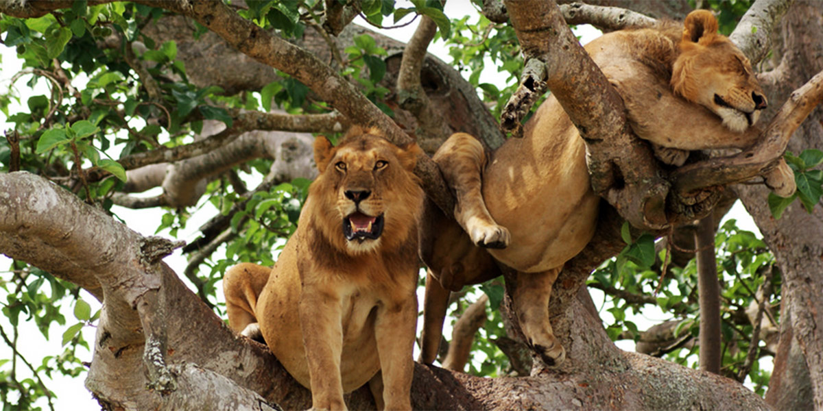 Tree Climbing Lions